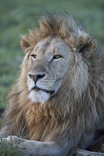Lion (Panthera leo), Ngorongoro Crater, Tanzania, East Africa, Africa