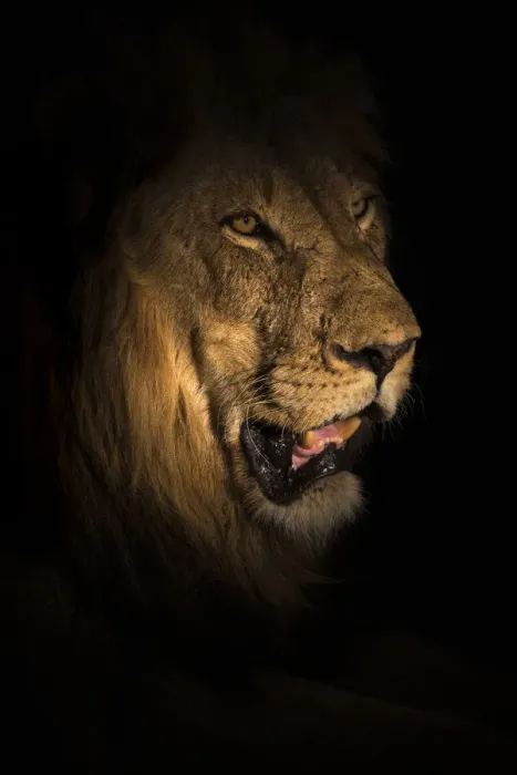 Framed Print : Lion (Panthera leo) at night, Elephant Plains, Sabi Sand Game Reserve, South Africa Framed Print : Lion (Panthera leo) at night, Elephant Plains, Sabi Sand Game Reserve, South Africa