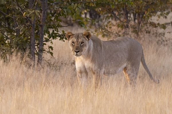 Lion (Panthera leo), Ongava Game Reserve, near Etosha National Park, Namibia, Africa