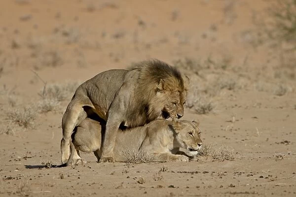 Lion (Panthera leo) pair mating, Kgalagadi Transfrontier Park, the former Kalahari Gemsbok National Park