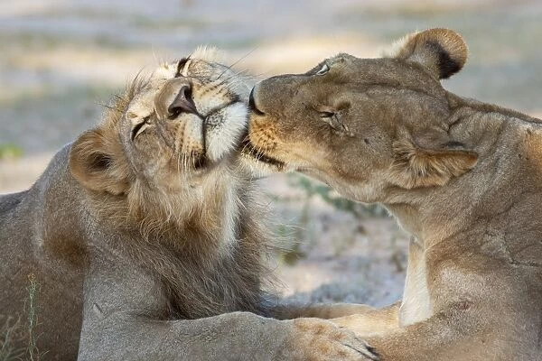 Lion (Panthera leo), pride members grooming, Kgalagadi Transfrontier Park, Northern Cape, South Africa, Africa