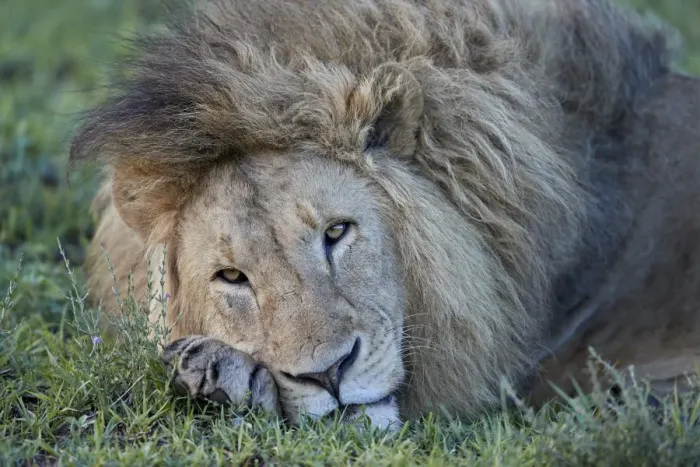 Framed Print : Lion (Panthera leo) resting, Ngorongoro Crater, Tanzania, East Africa, Africa Framed Print : Lion (Panthera leo) resting, Ngorongoro Crater, Tanzania, East Africa, Africa