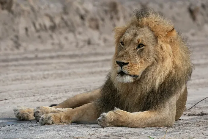 Framed Print : Lion (Panthera leo) resting, Savuti, Chobe National Park, Botswana, Africa Framed Print : Lion (Panthera leo) resting, Savuti, Chobe National Park, Botswana, Africa