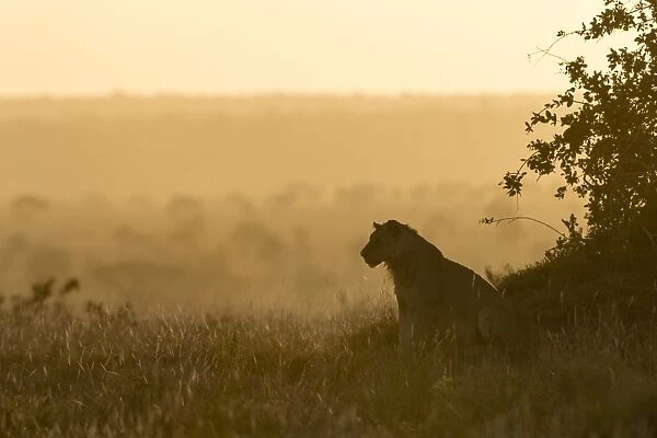 A lion (Panthera leo) resting on a termite mound at sunset, Tsavo, Kenya, East Africa
