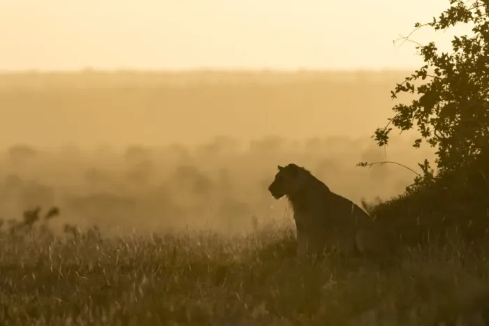 Framed Print : A lion (Panthera leo) resting on a termite mound at sunset, Tsavo, Kenya, East Africa Framed Print : A lion (Panthera leo) resting on a termite mound at sunset, Tsavo, Kenya, East Africa
