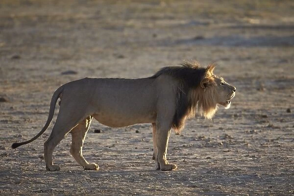 Lion (Panthera leo) roaring, Kgalagadi Transfrontier Park, encompassing the former Kalahari Gemsbok National Park, South Africa, Africa