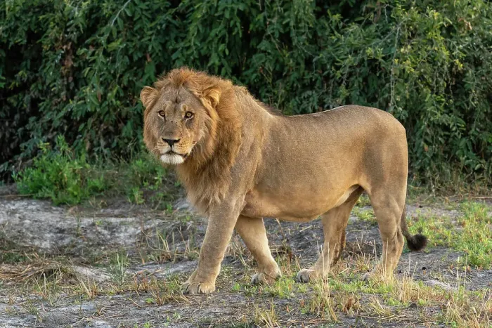 Framed Print : Lion (Panthera leo), Savuti, Chobe National Park, Botswana, Africa Framed Print : Lion (Panthera leo), Savuti, Chobe National Park, Botswana, Africa