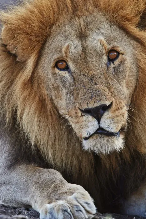 Framed Print : Lion (Panthera leo), Serengeti National Park, Tanzania, East Africa, Africa Framed Print : Lion (Panthera leo), Serengeti National Park, Tanzania, East Africa, Africa