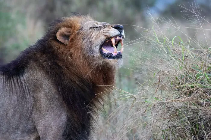 Framed Print : Lion (Panthera leo) showing flehmen grimace, Zimanga private game reserve, KwaZulu-Natal, South Africa, Africa
