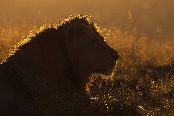 Lion (Panthera leo) at sunrise, Mountain Zebra National Park, Eastern Cape, South Africa, Africa