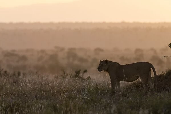 A lion (Panthera leo) at sunset standing, Tsavo, Kenya, East Africa, Africa