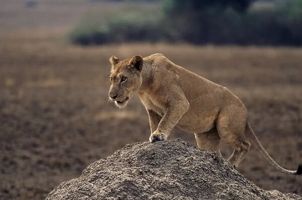 Lion (Panthera leo) on termite mound