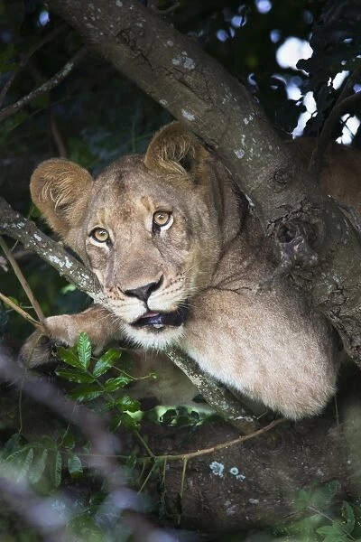 Lion (Panthera leo) in tree, Phinda private game reserve, South Africa, Africa