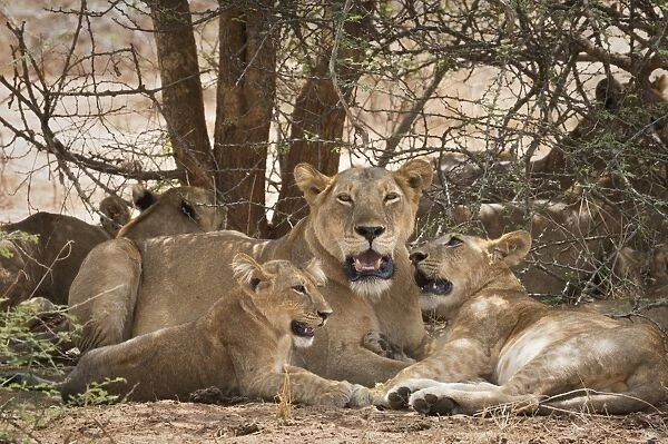 Lion (Panthera leo), Uganda, Africa