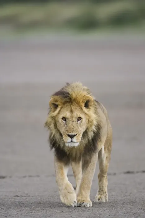 Framed Print : Lion (Panthera leo) walking towards camera, Serengeti National Park, Tanzania Framed Print : Lion (Panthera leo) walking towards camera, Serengeti National Park, Tanzania