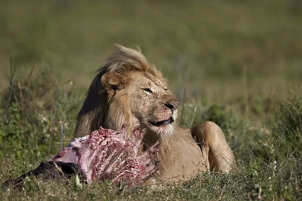 Lion (Panthera leo) at a wildebeest carcass, Ngorongoro Conservation Area, UNESCO