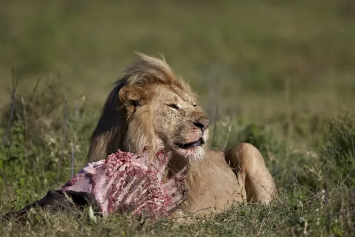 Framed Print : Lion (Panthera leo) at a wildebeest carcass, Ngorongoro Conservation Area, UNESCO Framed Print : Lion (Panthera leo) at a wildebeest carcass, Ngorongoro Conservation Area, UNESCO