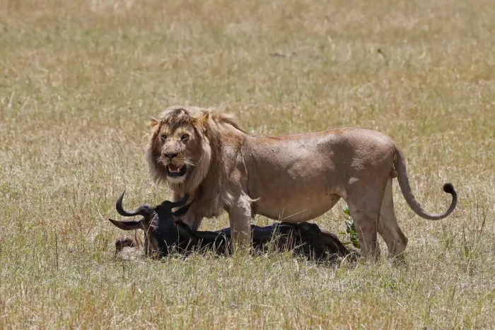 Framed Print : Lion (Panthera leo) with wildebeest kill in savanna, Masai Mara National Park, Kenya Framed Print : Lion (Panthera leo) with wildebeest kill in savanna, Masai Mara National Park, Kenya