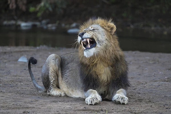 Lion (Panthera leo) yawning, Zimanga private game reserve, KwaZulu-Natal, South Africa