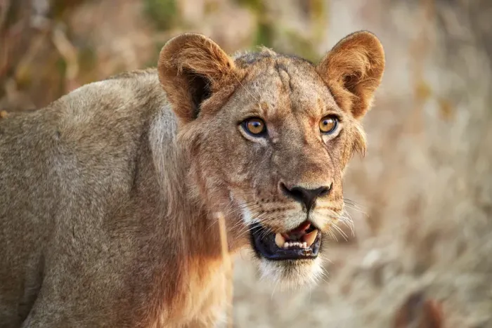 Framed Print : Lion (Panthera leo), young male, Ruaha National Park, Tanzania, East Africa, Africa Framed Print : Lion (Panthera leo), young male, Ruaha National Park, Tanzania, East Africa, Africa