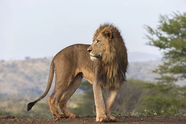 Lion (Panthera leo), Zimanga Private Game Reserve, KwaZulu-Natal, South Africa, Africa