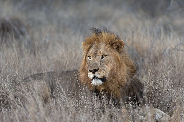 Lion (Panthera leo), Zimanga private game reserve, KwaZulu-Natal, South Africa, Africa