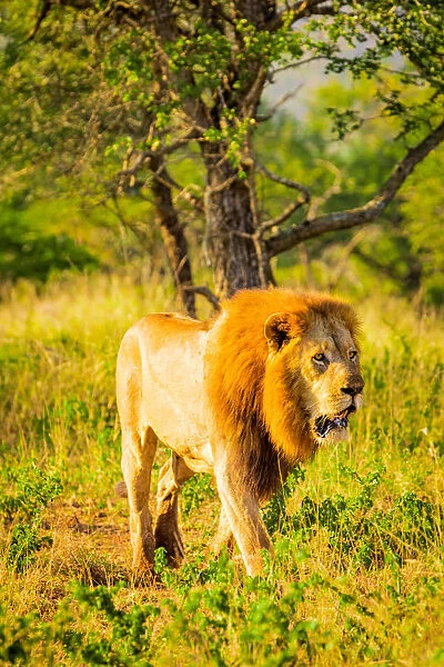 Lion (Panthera leo), Zululand, South Africa, Africa