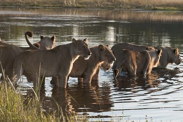 Lion pride (Panthera leo) crossing Savute Channel, Linyanti, Botswana, Africa