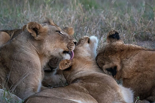 Lion pride (Panthera leo), Sabi Sands Game Reserve, South Africa, Africa
