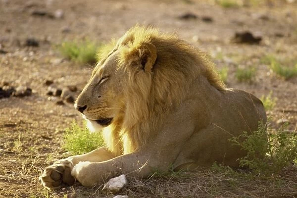 Lion, Samburu National Reserve
