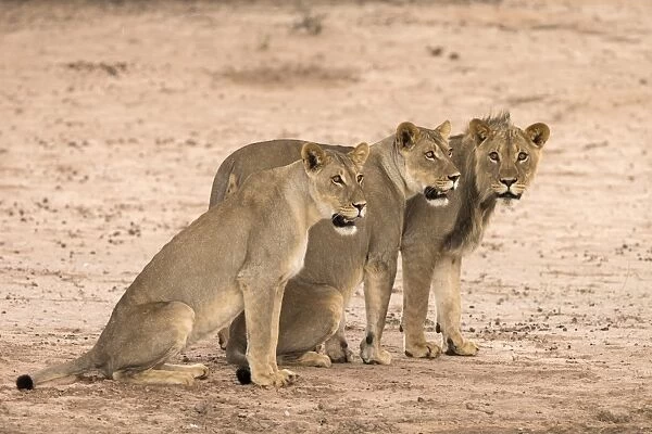 Lion sub-adults (Panthera leo), Kgalagadi Transfrontier Park, South Africa, Africa