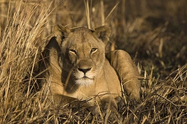 Lioness, Busanga Plains, Kafue National Park, Zambia, Africa