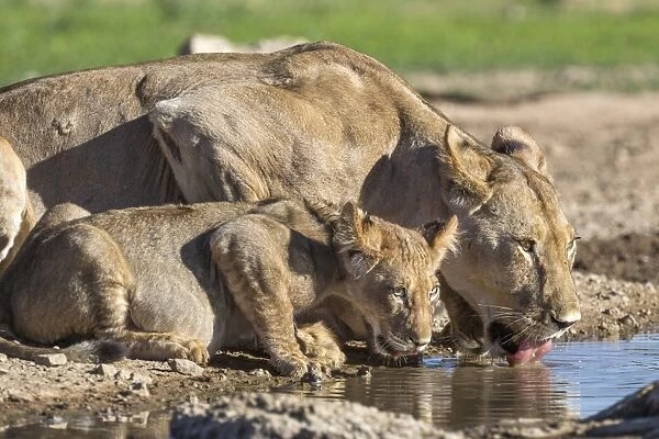 Lioness with cub (Panthera leo) drinking, Kgalagadi Transfrontier Park, Northern Cape