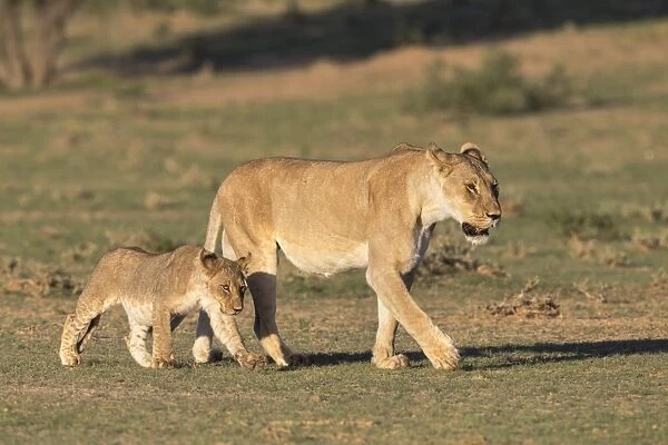 Lioness with cub (Panthera leo), Kgalagadi Transfrontier Park, Northern Cape, South Africa