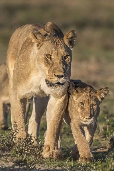 Lioness with cub (Panthera leo), Kgalagadi Transfrontier Park, Northern Cape, South Africa