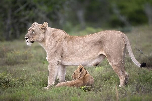 Lioness with cub (Panthera leo) Kwandwe private reserve, Eastern Cape, South Africa