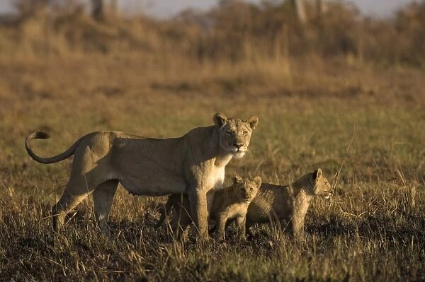Lioness and cubs, Busanga Plains, Kafue National Park, Zambia, Africa