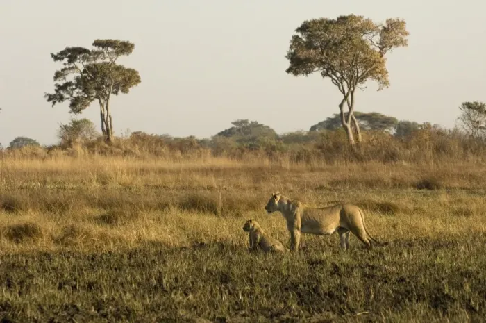 Framed Print : Lioness and cubs, Busanga Plains, Kafue National Park, Zambia, Africa Framed Print : Lioness and cubs, Busanga Plains, Kafue National Park, Zambia, Africa