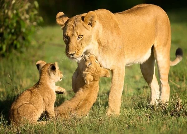 Lioness and cubs, Masai Mara, Kenya, East Africa, Africa