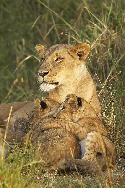 Lioness with two cubs (Panthera leo)