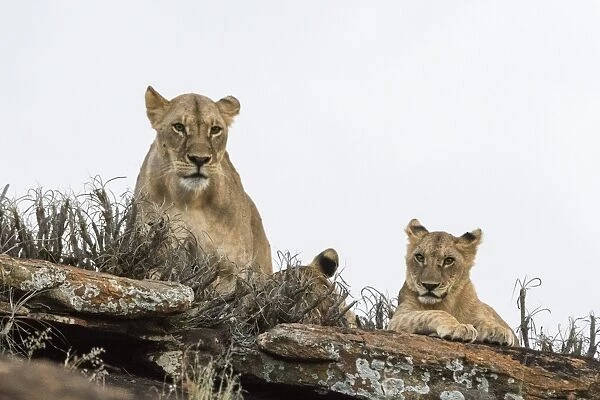 A lioness and cubs (Panthera leo) on a kopje known as Lion Rock in Lualenyi reserve