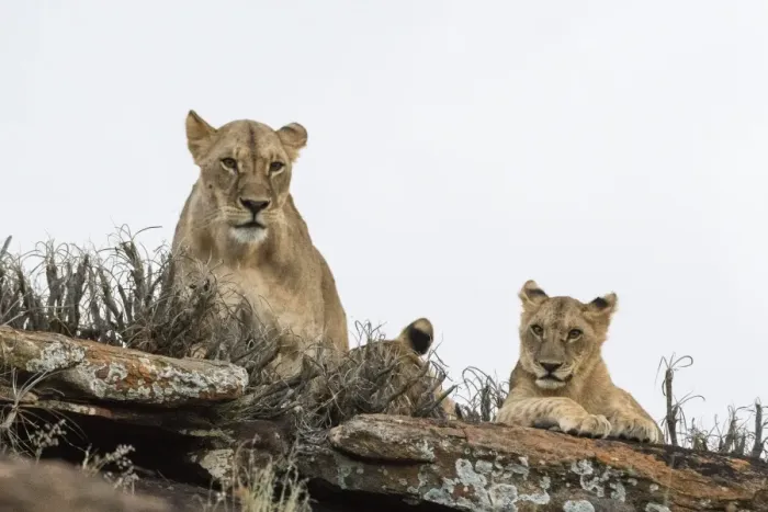 Framed Print : A lioness and cubs (Panthera leo) on a kopje known as Lion Rock in Lualenyi reserve Framed Print : A lioness and cubs (Panthera leo) on a kopje known as Lion Rock in Lualenyi reserve