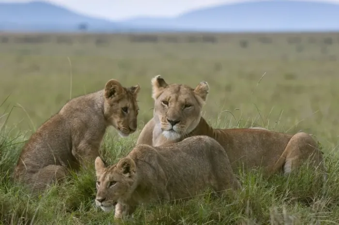 Framed Print : Lioness and cubs (Panthera leo), Masai Mara National Reserve, Kenya, East Africa, Africa Framed Print : Lioness and cubs (Panthera leo), Masai Mara National Reserve, Kenya, East Africa, Africa