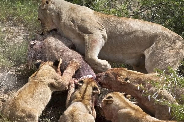 Lioness with cubs (Panthera leo) on warthog kill, Kwandwe private reserve