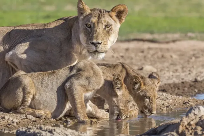 Framed Print : Lioness with cubs (Panthera leo) at water, Kgalagadi Transfrontier Park, Northern Cape Framed Print : Lioness with cubs (Panthera leo) at water, Kgalagadi Transfrontier Park, Northern Cape