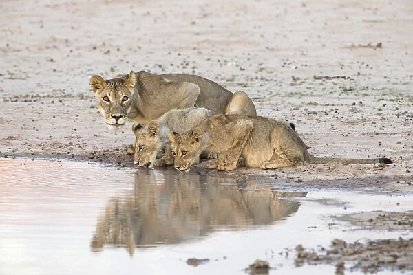 Lioness and cubs (Panthera leo) at water, Kgalagadi Transfrontier Park, South Africa, Africa