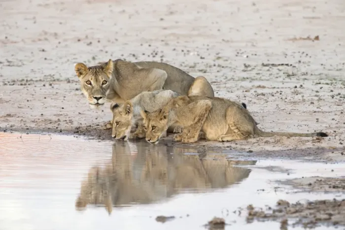 Framed Print : Lioness and cubs (Panthera leo) at water, Kgalagadi Transfrontier Park, South Africa, Africa Framed Print : Lioness and cubs (Panthera leo) at water, Kgalagadi Transfrontier Park, South Africa, Africa
