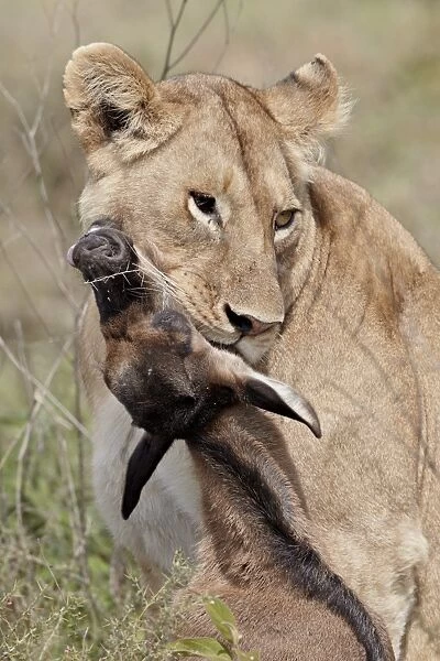 Lioness (Lion Panthera leo) with a blue wildebeest (brindled gnu) (Connochaetes taurinus) calf