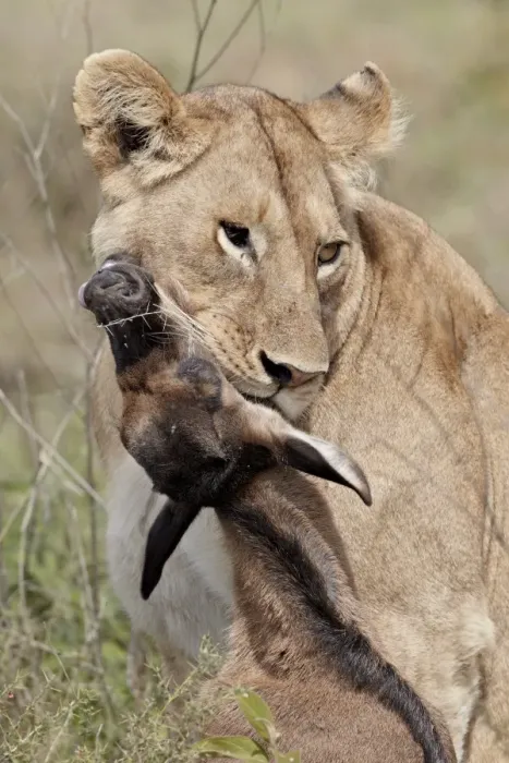 Framed Print : Lioness (Lion Panthera leo) with a blue wildebeest (brindled gnu) (Connochaetes taurinus) calf Framed Print : Lioness (Lion Panthera leo) with a blue wildebeest (brindled gnu) (Connochaetes taurinus) calf