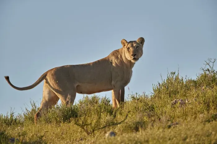 Framed Print : Lioness (Lion, Panthera leo), Kgalagadi Transfrontier Park, South Africa, Africa Framed Print : Lioness (Lion, Panthera leo), Kgalagadi Transfrontier Park, South Africa, Africa